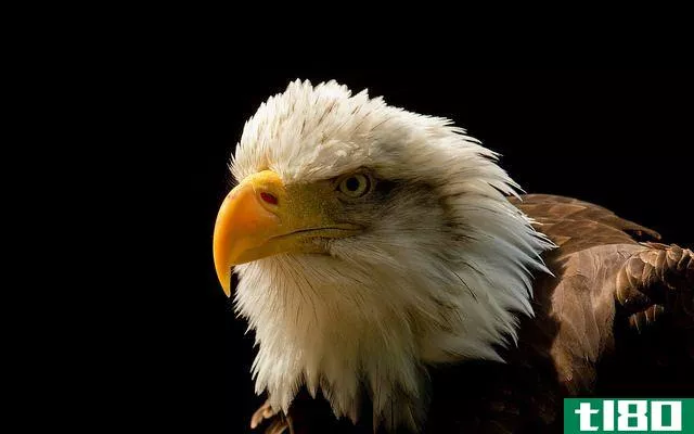 Grand Majestic Eagle Close Up