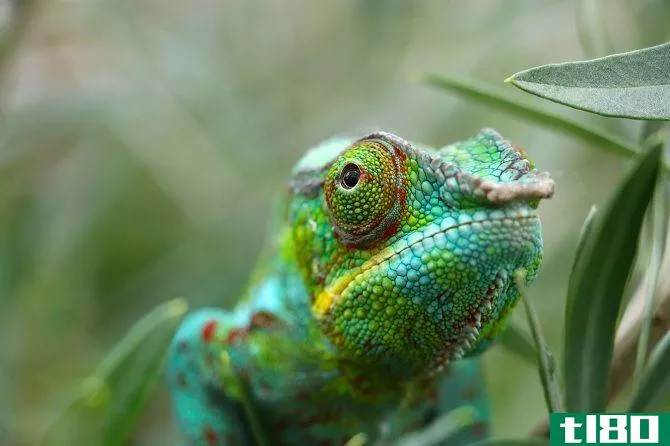reptile can change color