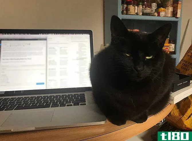 Cat Next to MacBook