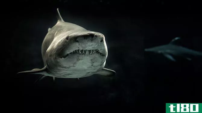 Grey Shark Wallpaper