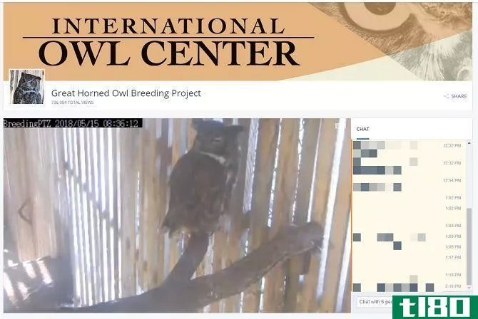 live feed owl