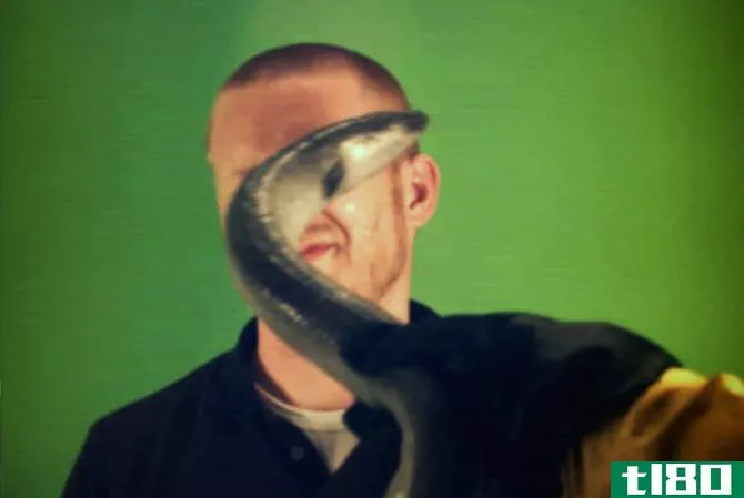 cool weird websites - eel slap