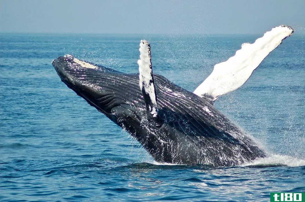 whale in ocean 