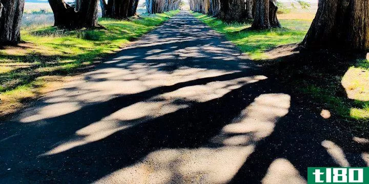 shadows of trees