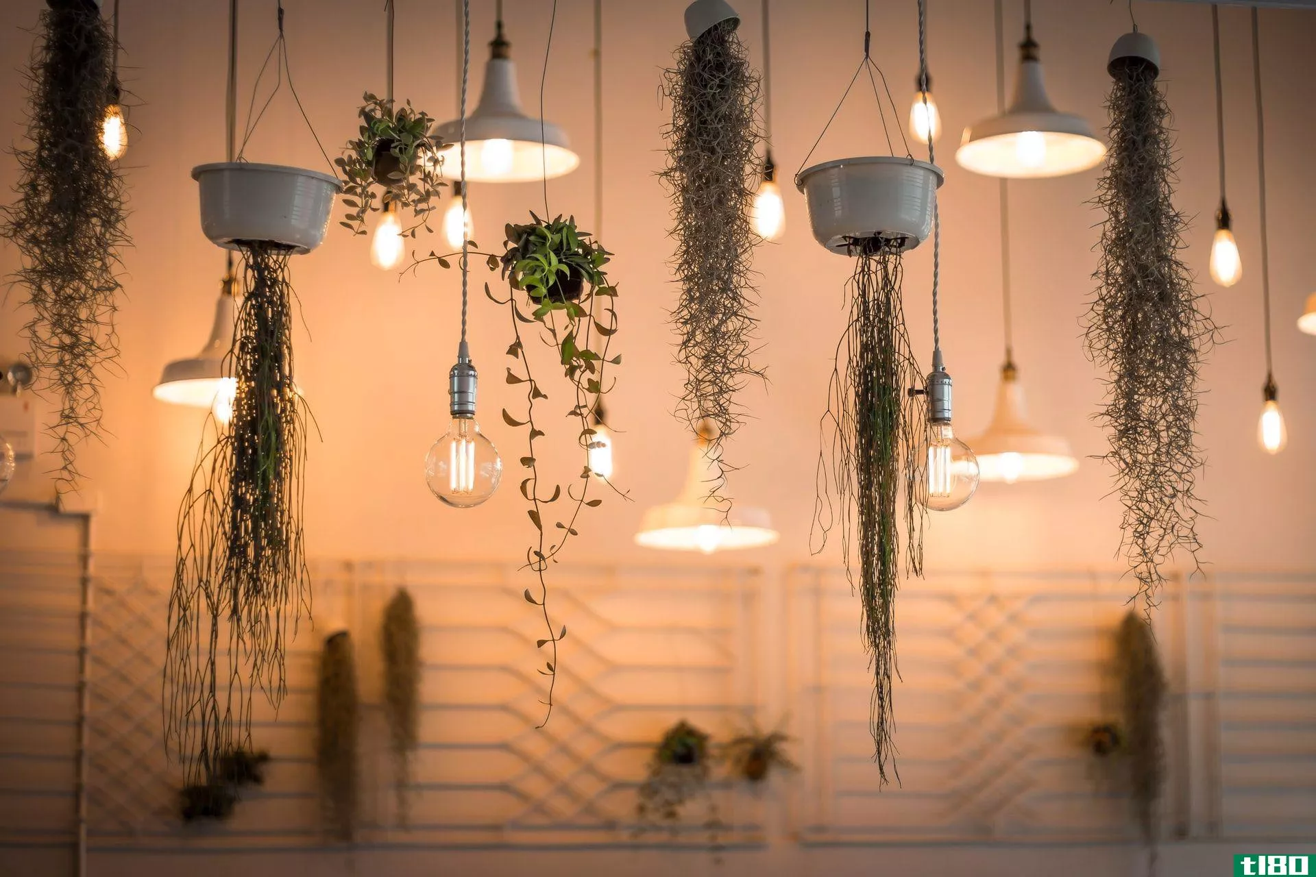 Light bulbs and greenery hanging from the ceiling