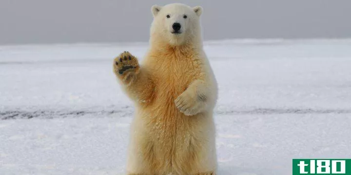 a polar bear that looks like it's **iling and waving at the camera