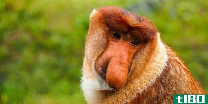 a proboscis monkey looking thoughtful