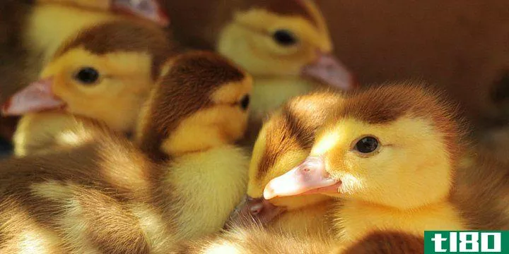 a collection of baby ducks