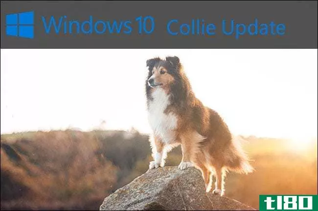 微软应该用狗来命名Windows10更新