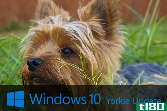 微软应该用狗来命名Windows10更新