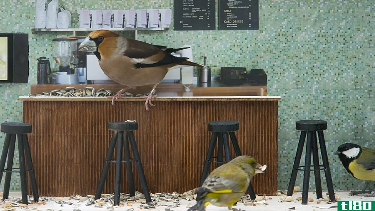 挪威最新的真人秀节目是关于咖啡馆里的鸟