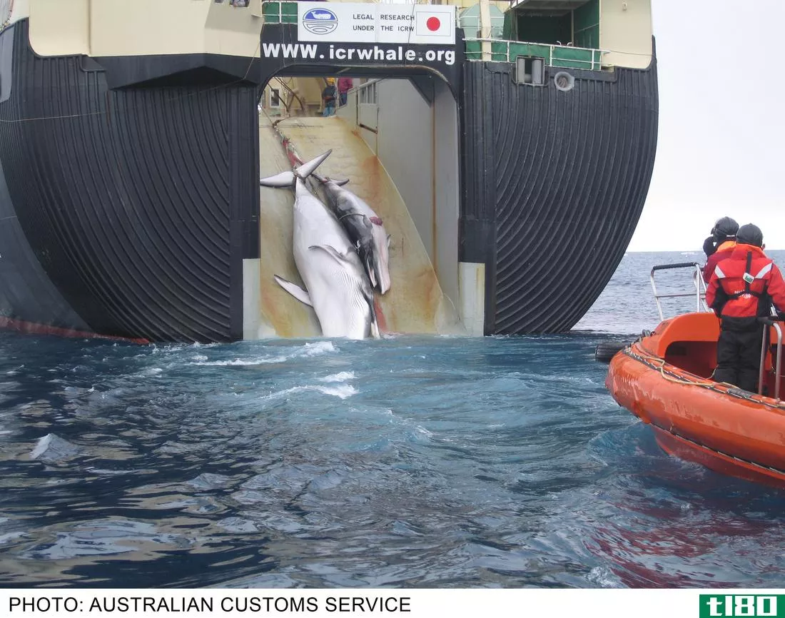 联合国命令日本停止在南极洲海域捕鲸