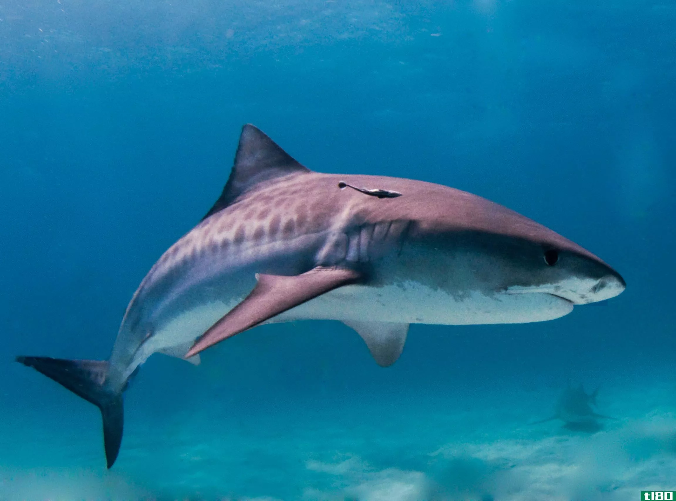谷歌的海底电缆必须加固，因为鲨鱼一直在咬它们