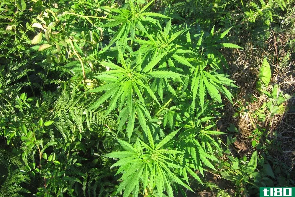 棉花嘴：加州大麻初创公司正在吸干该州