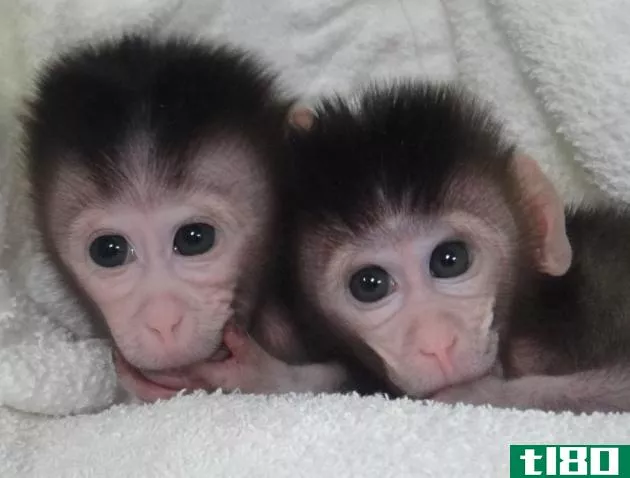 第一批具有定制基因突变的猴子可能会彻底改变人类疾病的研究