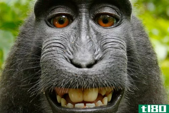 维基媒体否认摄影师声称自己是猴子