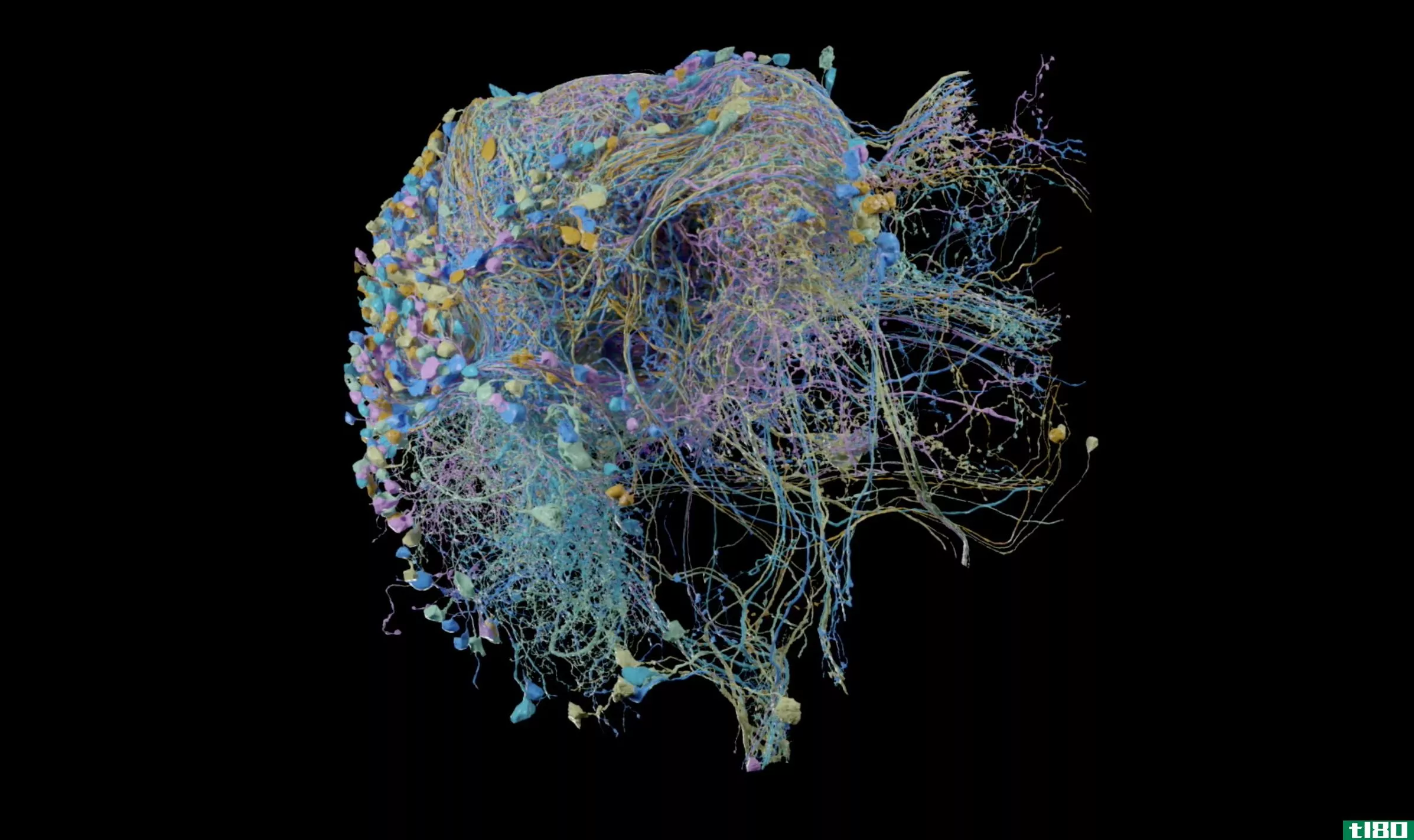 谷歌发布了有史以来最大的大脑连接高分辨率地图