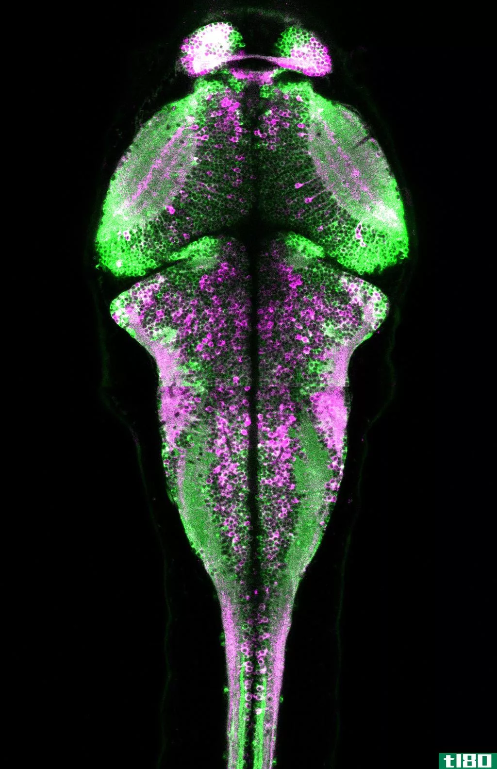 一种新的蛋白质看起来像圣诞灯，帮助我们跟踪大脑活动
