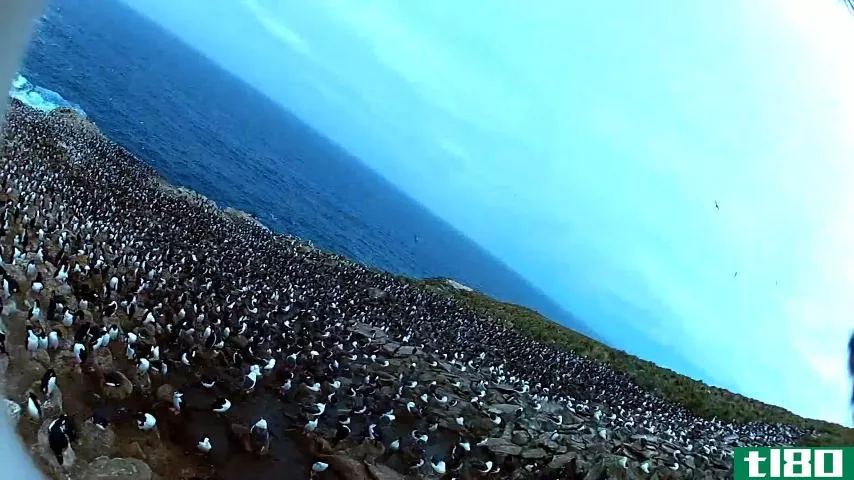 鸟偷了相机，拍下了企鹅群华丽的空中镜头