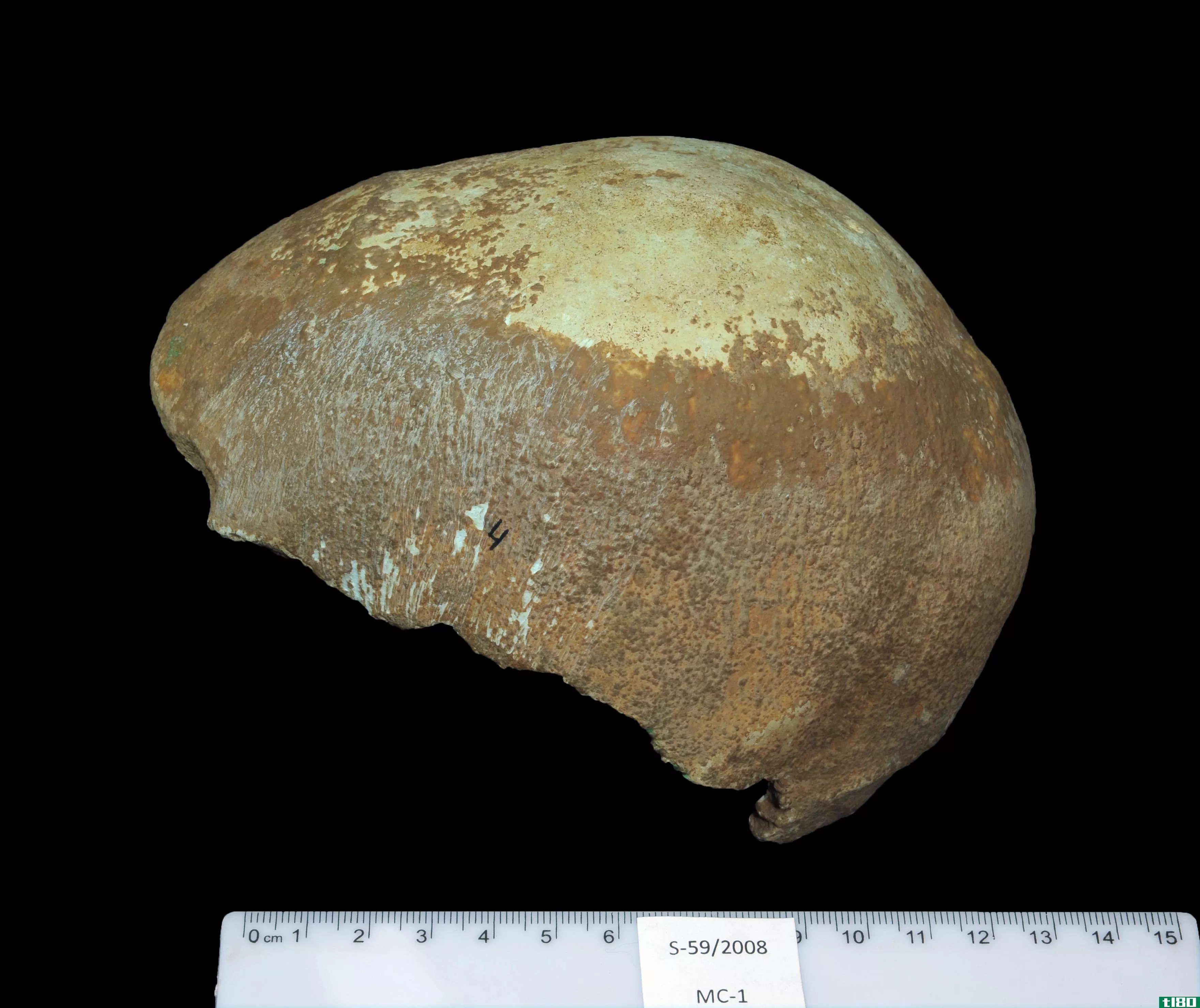 这个头骨可能为尼安德特人和现代人之间提供了新的联系