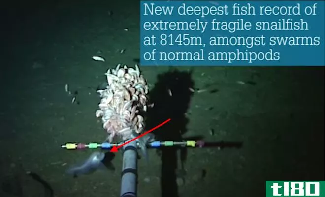 游泳最深的鱼的新纪录保持者：纸巾鼻涕