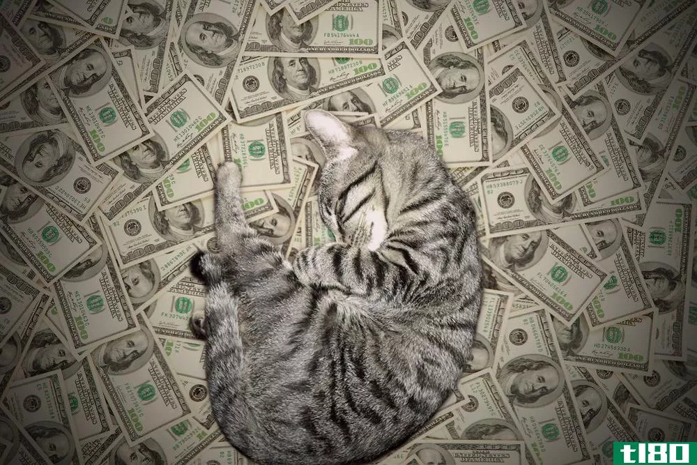 A cashcat from the popular Tumblr Cashcats.biz, which did not make the list because it features an assortment of cats
