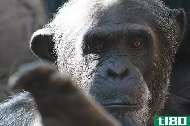 黑猩猩的咕噜声比你想象的更重要