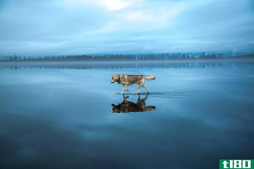 在冰冻的湖面上拍摄西伯利亚哈士奇更加雄伟