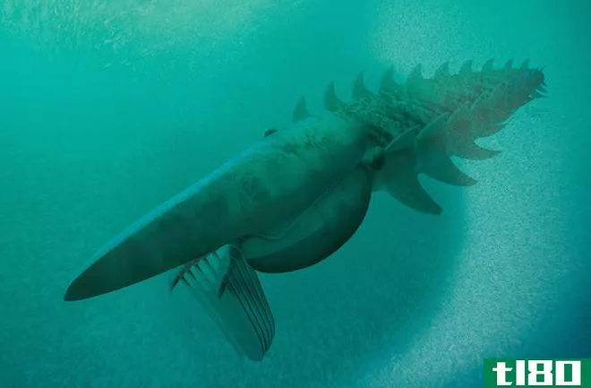 这种巨型龙虾的祖先曾经是地球上最大的动物