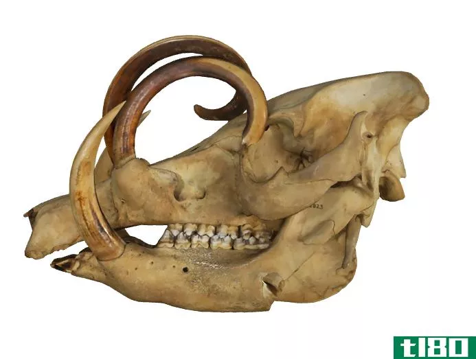 谷歌艺术项目用大量可怕的动物头骨集合制作3d