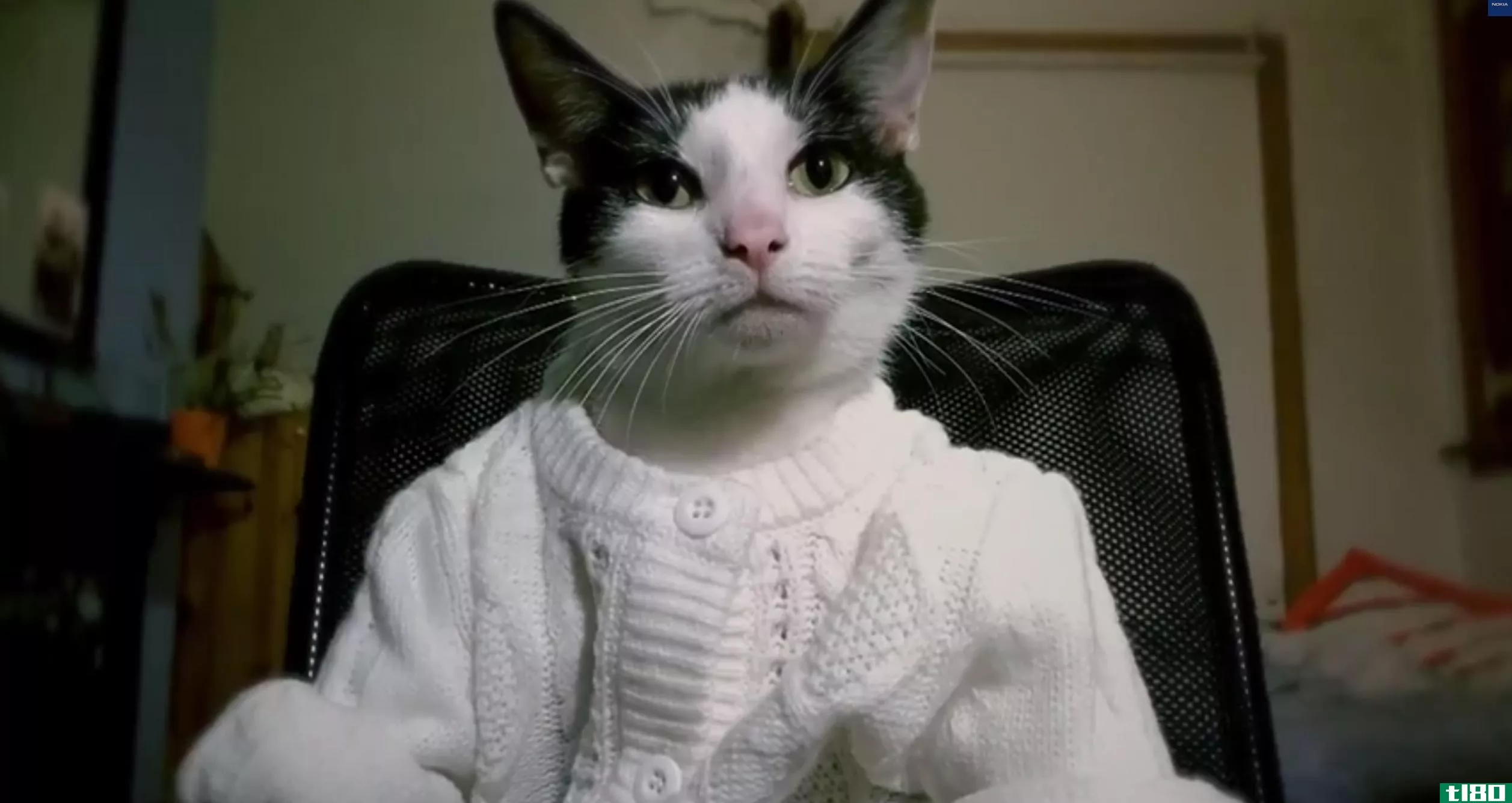 微软希望一个非常可爱的猫视频能说服你购买它的手机