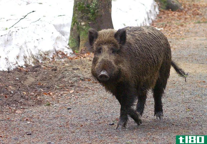 德国超过三分之一的野猪放射性太强，无法食用