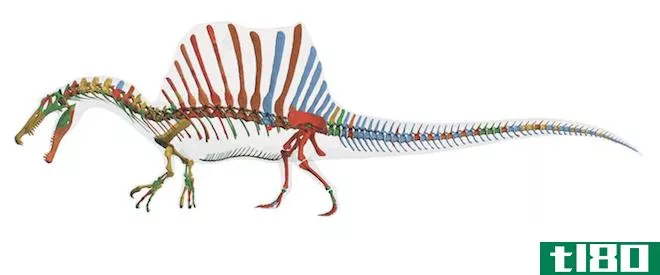 有史以来最大的食肉恐龙是“半鸭半鳄鱼”