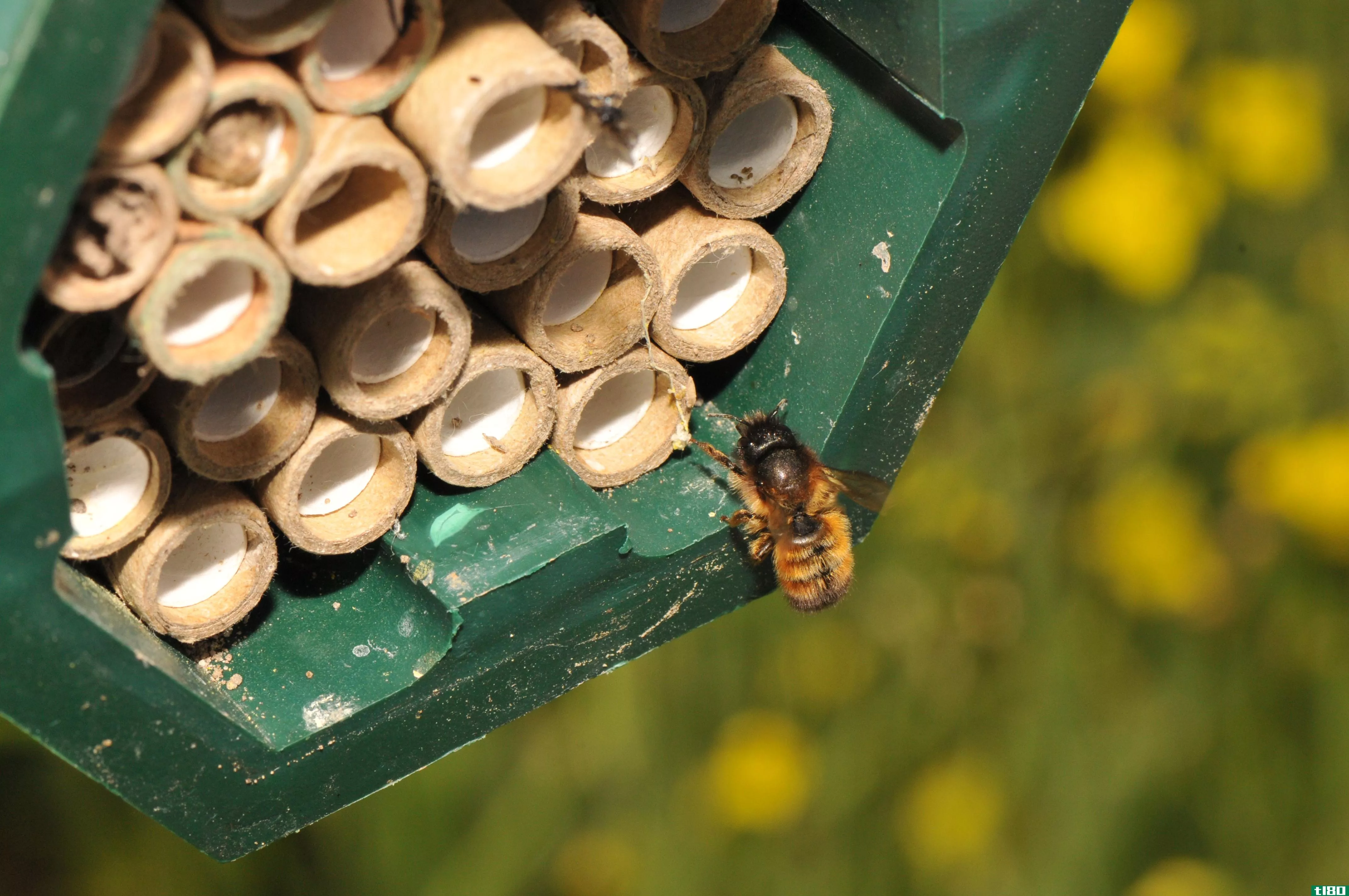 长期以来被怀疑的杀虫剂正在危害大黄蜂