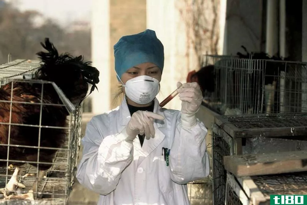 加拿大报告了北美洲第一例h5n1禽流感死亡病例