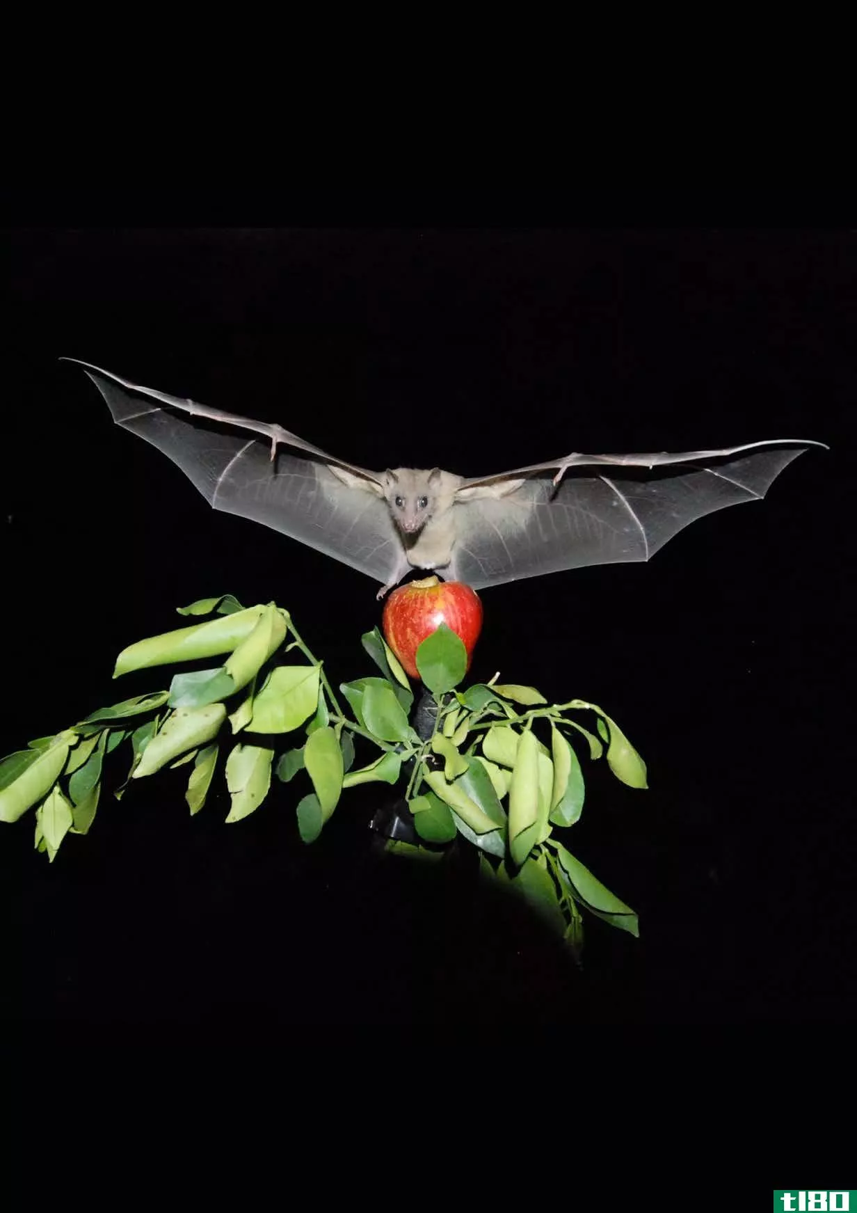 蝙蝠、甜甜圈和指南针：科学家发现动物如何定位自己