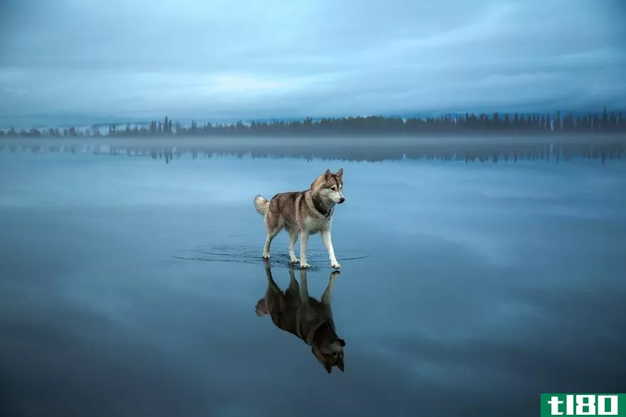 在冰冻的湖面上拍摄西伯利亚哈士奇更加雄伟