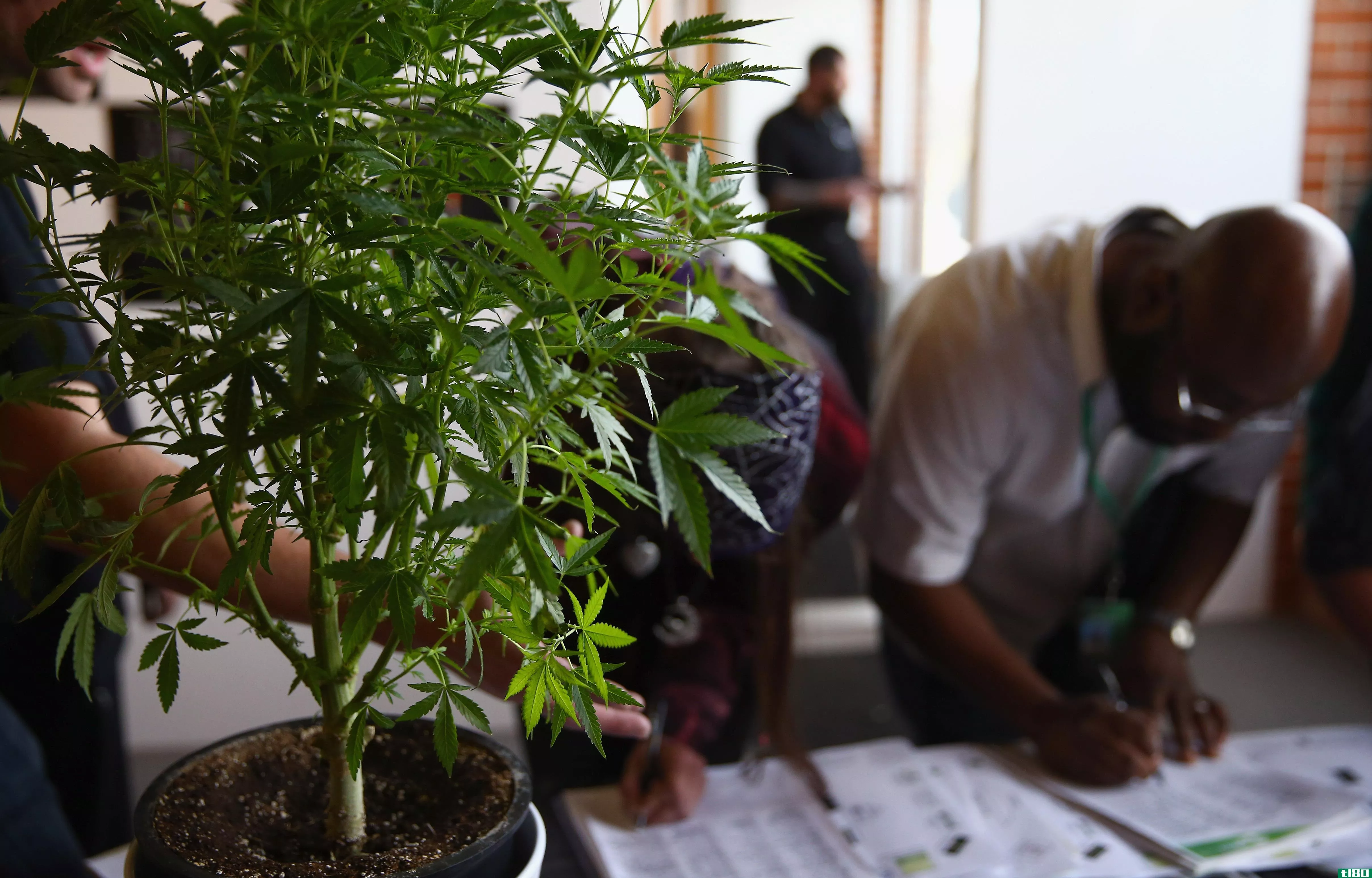 合法大麻去年为科罗拉多州带来4400万美元的税收