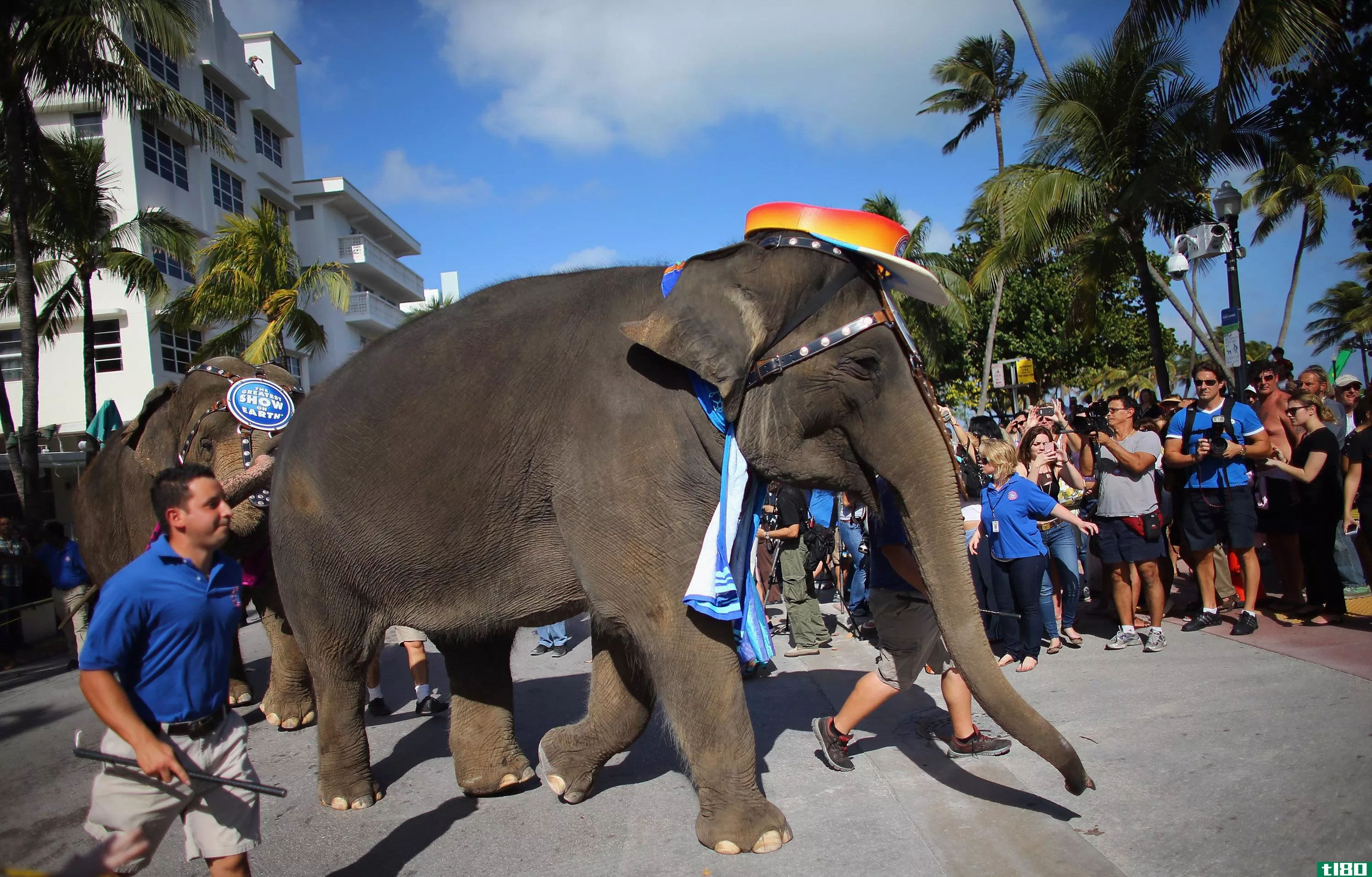 RinglingBrothers马戏团计划在2018年之前停止在表演中使用大象