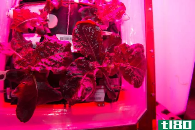太空蔬菜在国际空间站首次出现在菜单上