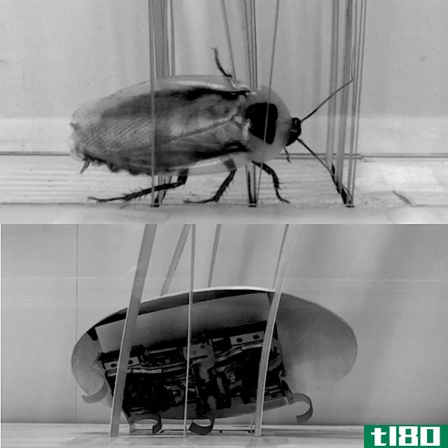 这个蟑螂启发的机器人会迅速进入你的噩梦
