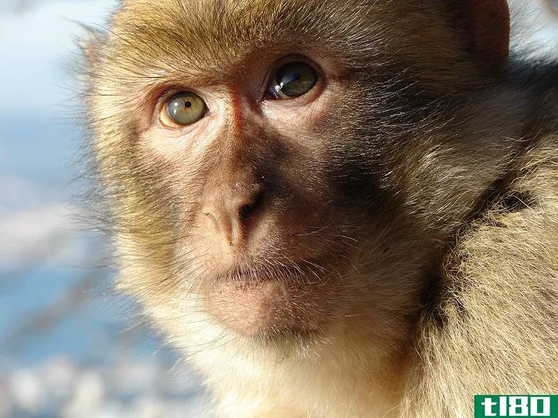 猴子和人脑的比较揭示了人类注意力的“独特特性”