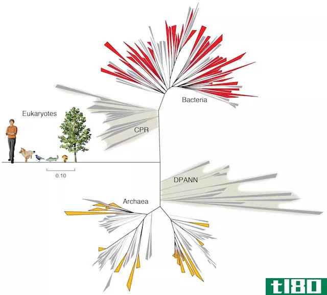 微生物学家在科罗拉多州发现了35个新的细菌群