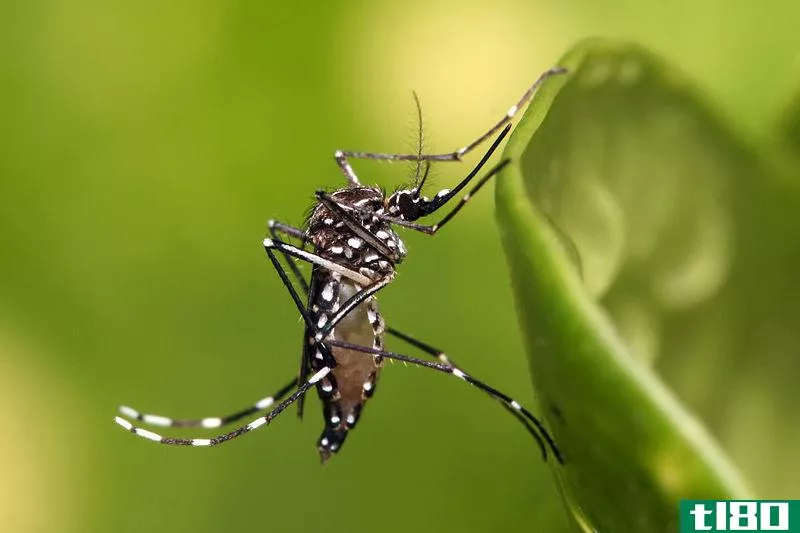气候变化给北极带来了更多的蚊子