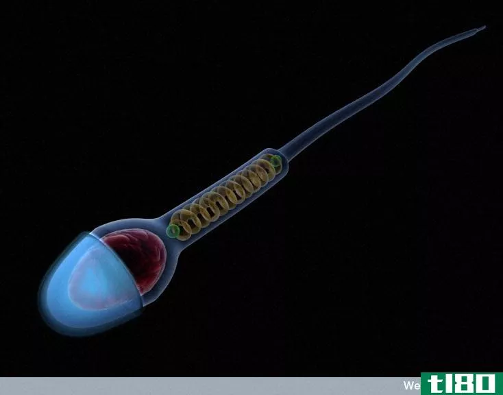 改变精子的发育方式可能导致可逆的男性节育