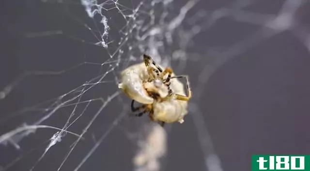 僵尸蜘蛛为吸血的寄生蜂构建了一张更结实的网