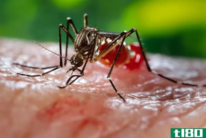 科学家们发现了一种方法，可以将致命的雌性蚊子变成无害的雄性蚊子