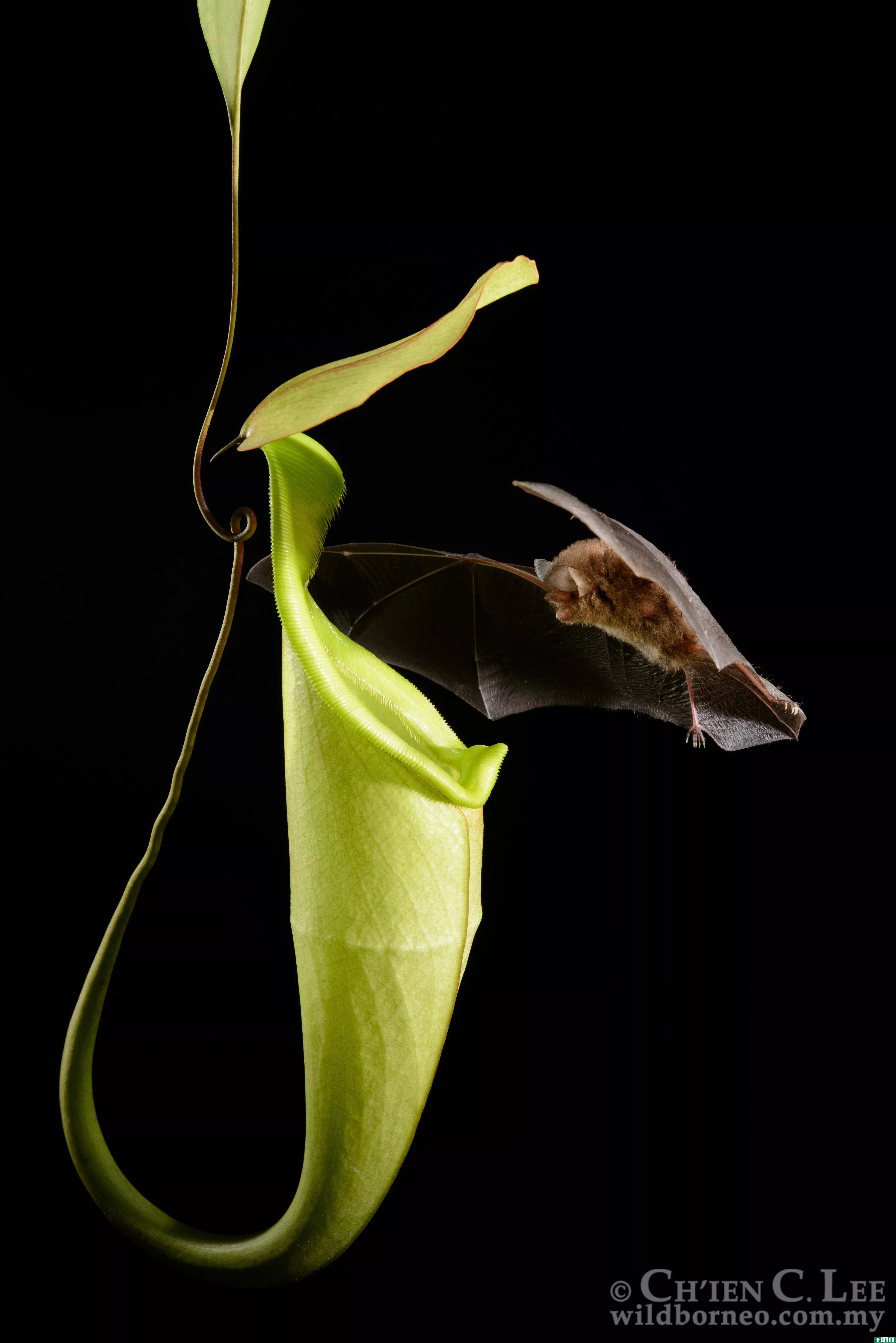 这种食肉植物的形状可以帮助蝙蝠找到它，所以蝙蝠可以在里面睡觉和拉屎