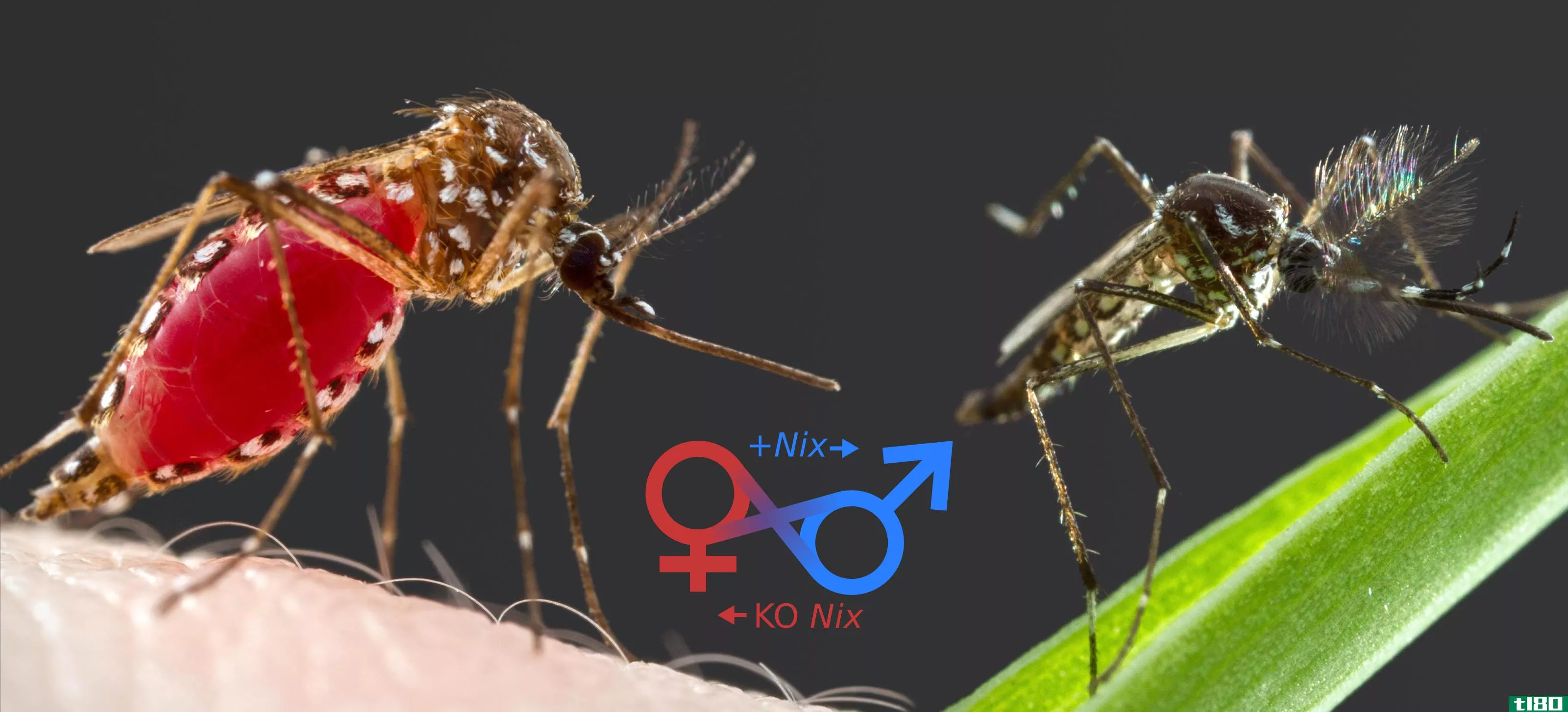 科学家们发现了一种方法，可以将致命的雌性蚊子变成无害的雄性蚊子