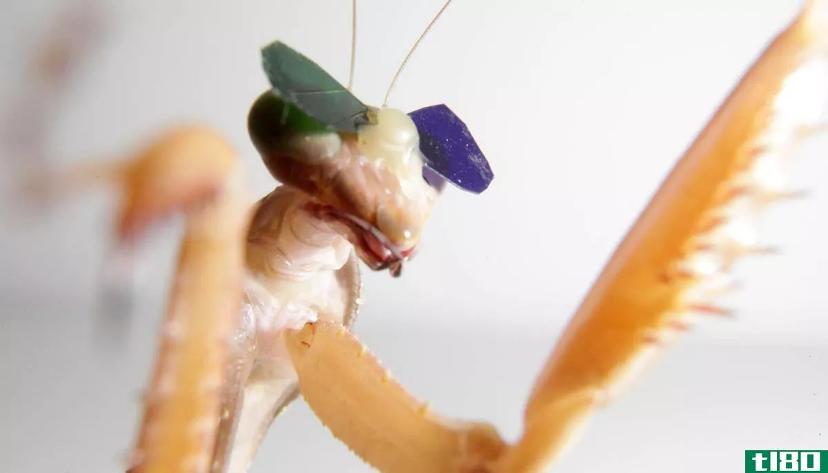 科学家给螳螂提供了微型3d眼镜来测试它们的深度感知能力